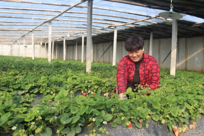 庆云县常家镇：党建联合体赋能，走出乡村全面振兴“常家路径”