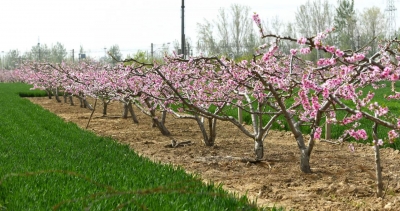 词｜张春霞：浣溪沙·春日居家有感