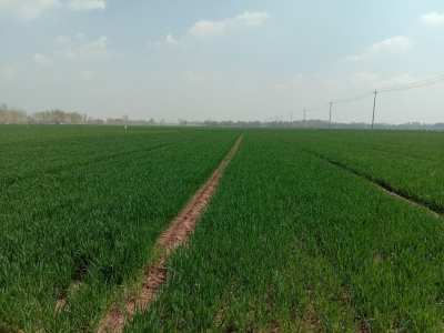 诗词 | 安立红：长相思 · 清明祭（外二首）