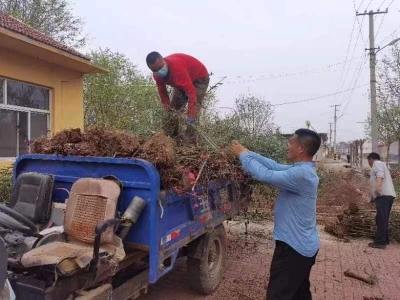 1天植树600余棵 |庆云县中丁乡刘秦辛村组织20余名志愿者开展植树绿化活动