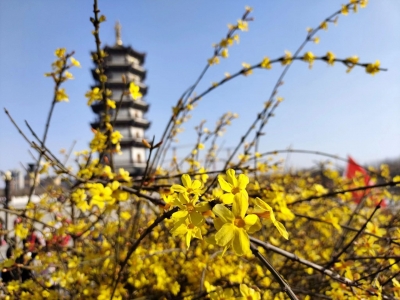 齐河：“爱齐拍”拍出齐河好图好景