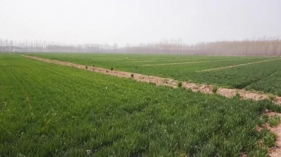 党报记者推荐榜丨田间地头上的硕士农场主