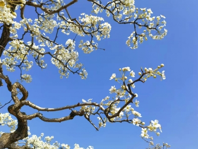 词 | 王季春: 一剪梅•踏青