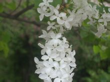 诗｜康丙云：春之念