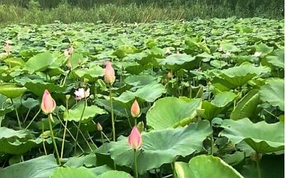 山东行吟（一）德州籍著名诗人李葆国诗词选