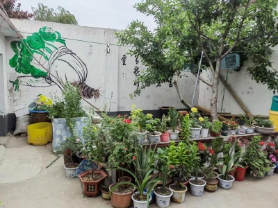 创建全国文明城市 | 齐河县：创建“美丽庭院” 提升农村人居环境