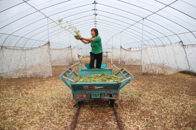 庆云县常家镇：小蚂蚱蹦出致富路