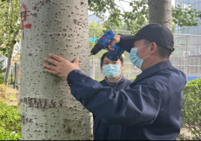 新一轮飞絮治理启动 | 德州园林将给万余杨柳树雌株注射花芽抑制剂