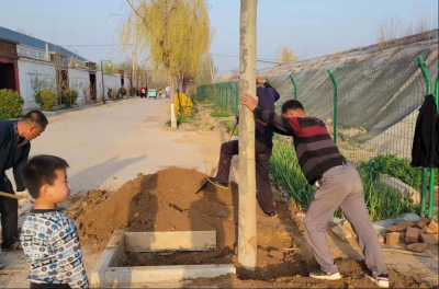 开展环境整治 建设美丽乡村 | 乐陵寨头堡乡：绿化提升添春色 美丽乡村有颜色