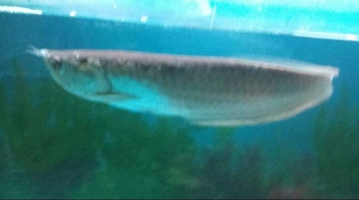 美文｜王淑云：银龙记趣