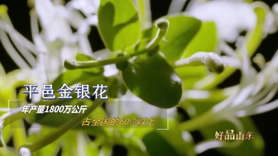 平邑金银花、武城辣椒、蒙阴蜜桃……这些山东好品好吃又健康！