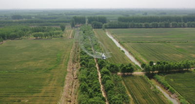 齐河全力飞防美国白蛾！这害虫已入侵我国14个省！