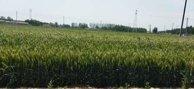 美文｜邓吉收：麦收序曲