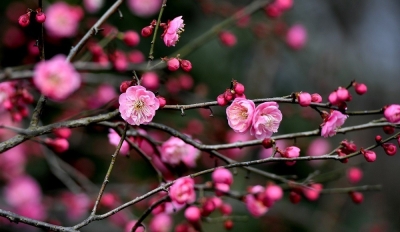 散文 | 田翠玲：我的妈妈