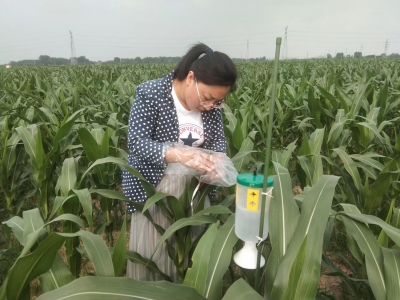 宁津县农业农村局高级农艺师范艳菊｜  培育更多“土专家““田秀才”