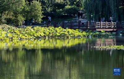 诗 | 王志刚：四女寺玖和园（外一首）