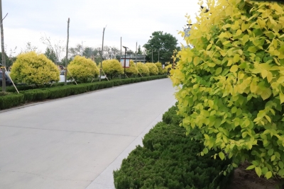 庆云县尚堂镇：见缝插绿 镇区颜值再提升