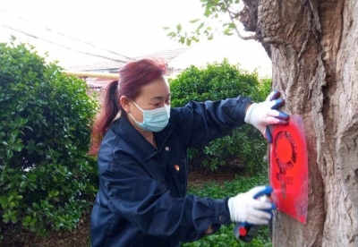 杨柳飞絮成市民投诉热点！有关部门：今年德州有2次高发期，建议联防联治