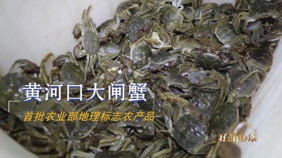 黄河口大闸蟹、沾化冬枣、肥城桃……这些山东特产独具一格，满足你的味蕾！