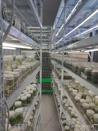 词 | 王洪君：鹧鸪天﹒赞德州世纪风园艺科技园（外一首）