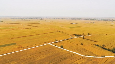 组诗｜赵传昌：感恩的麦子