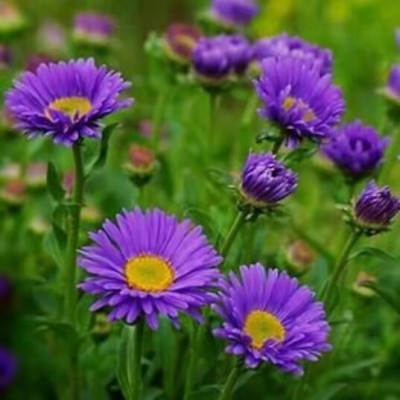 山东行吟（三）｜德州籍著名诗人李葆国诗词选