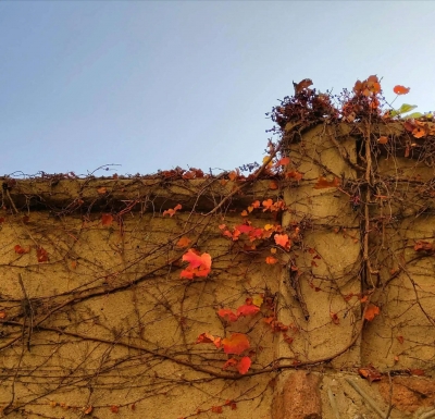 散文｜邓吉收：墙头上的记忆