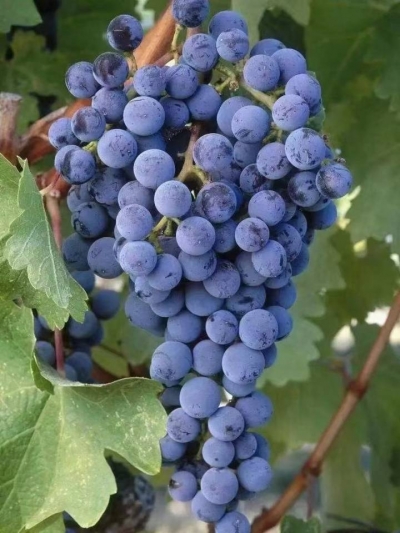 诗｜马玉凤：风筝（外一首）