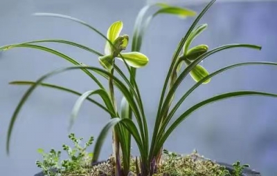 美文｜王淑芬：当爱情转化为亲情