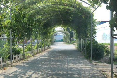 诗 | 黄靖：夏至，擎一柱热烈和浪漫