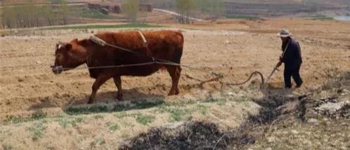 诗｜张清昌：父亲教我学耕田