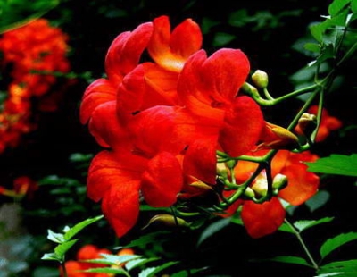 诗｜郭仲凤：五律·三夏麦收（外一首）