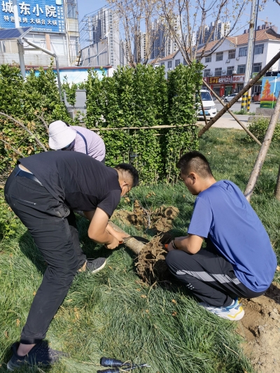 德州博景园林绿化植保服务有限公司 | 防治病虫害 助力创建国家生态园林城市