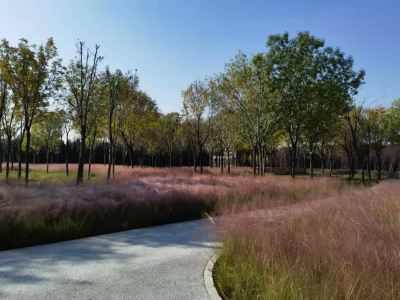 助力全国文明城市创建 | 齐河：补植增绿更新貌 助力创城焕新颜