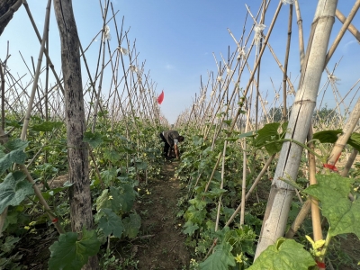 庆云县东辛店镇党支部领跑乡村振兴路：搭好丝瓜架，架起“致富桥”