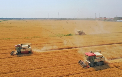 《经济日报》关注夏津：夏粮丰收底气足，盐碱地改良为米粮川