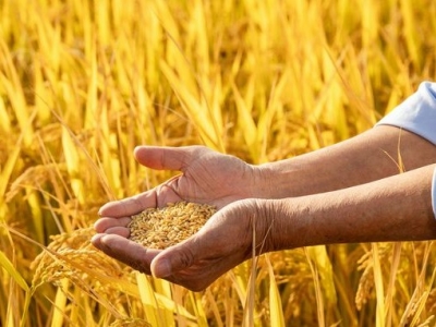 诗｜付鸿生：芒种喜景