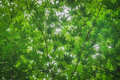 诗 | 赵金萍：夏至日有思