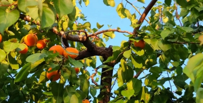 美文｜祖新兰：麦黄杏