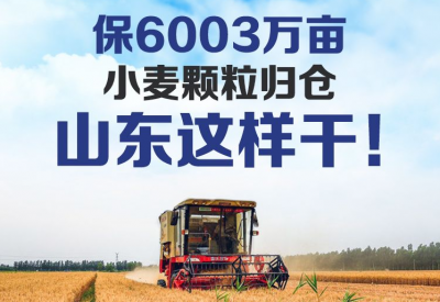 保6003万亩小麦颗粒归仓，山东这样干！