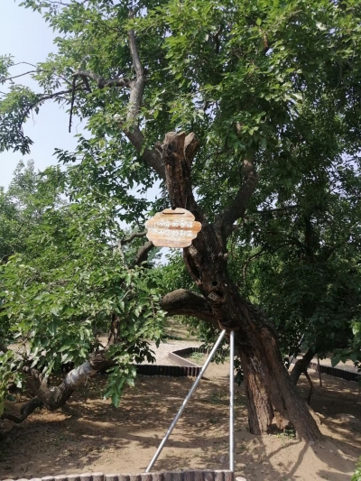 美文｜戴连强：又到夏津