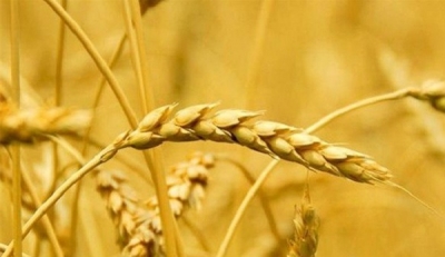 德报说节气 | 今日芒种！播种当下，收获未来