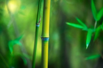 诗｜刘其强：五律 · 壬寅夏至