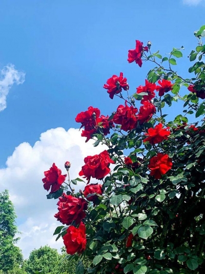 组诗 | 王季春: 一棵月季的成长