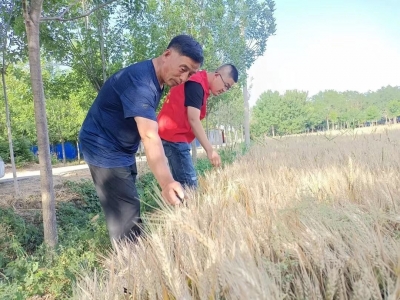 庆云县常家镇：民意书记助力“三夏”生产