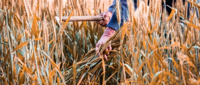 诗 | 李贵信：收麦