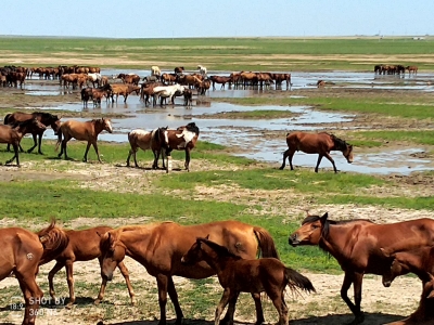 人在旅途 · 美文 | 李红霞：天边