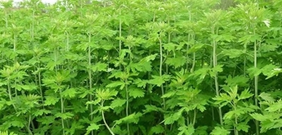 诗｜韩淑霞：写给父亲