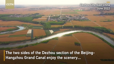 CGTN转发德报作品 | 德州京杭大运河畔，风吹麦浪丰收季