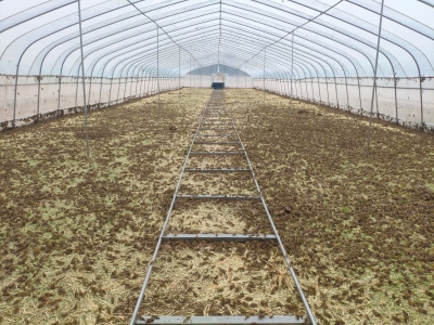 乐陵西段乡：大棚养蚂蚱 沙地长“蝗金”